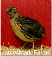 Bantam Pharaoh